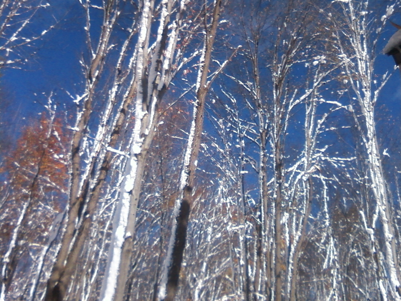 winter trees